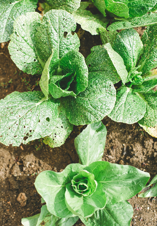 Sow Seed and Create Purposeful Container Gardens